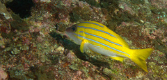 Lutjanus kasmira