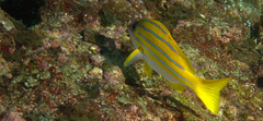 Lutjanus kasmira