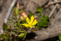 Hibbertia empetrifolia radians