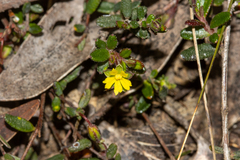 Hibbertia empetrifolia radians
