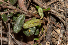 Hibbertia empetrifolia radians