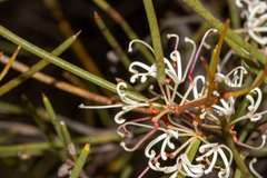 Hakea rostrata