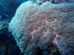 Physogyra lichtensteini