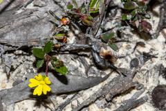 Hibbertia empetrifolia radians