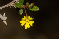 Hibbertia empetrifolia radians