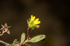 Hibbertia empetrifolia radians