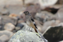 Phoenicurus erythrogastrus