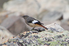 Phoenicurus erythrogastrus