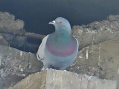 Columba livia domestica