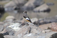 Phoenicurus erythrogastrus