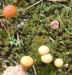 Galerina