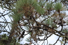 Pinus pseudostrobus