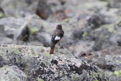 Phoenicurus erythrogastrus