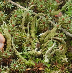 Cladonia cornuta