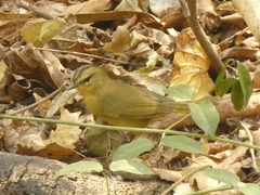 Myiothlypis bivittata