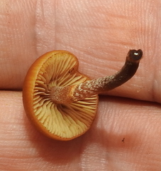 Galerina