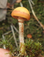 Galerina