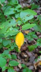 Rosenbergiodendron densiflorum