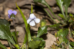 Viola sieberiana