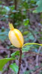Rosenbergiodendron densiflorum