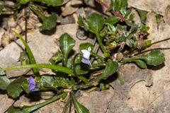 Viola sieberiana