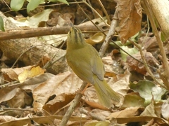 Myiothlypis bivittata