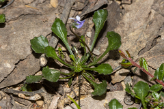 Viola sieberiana