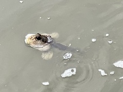 Periophthalmodon schlosseri