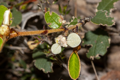 Spyridium thymifolium
