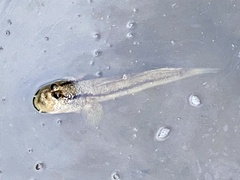 Periophthalmodon schlosseri