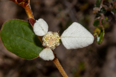 Spyridium thymifolium