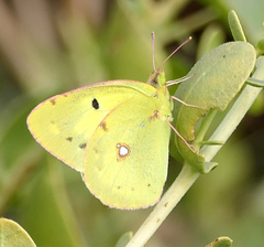 Colias erate