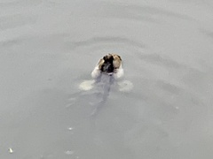 Periophthalmodon schlosseri