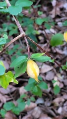 Rosenbergiodendron densiflorum