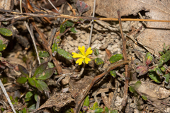 Hibbertia empetrifolia radians