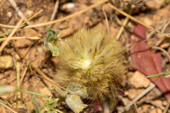 Ptilotus spathulatus