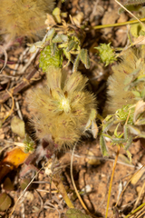 Ptilotus spathulatus
