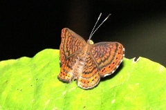 Riodinidae