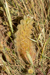 Ptilotus spathulatus