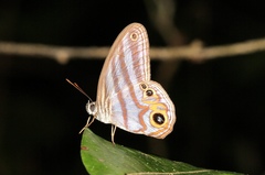 Chloreuptychia herseis