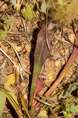 Ptilotus spathulatus