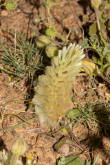 Ptilotus spathulatus