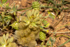 Ptilotus spathulatus