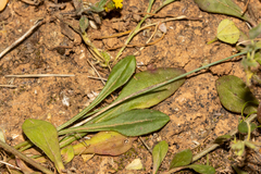 Ptilotus spathulatus