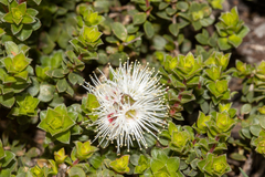 Kunzea pomifera