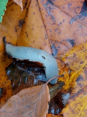 Krynickillus melanocephalus