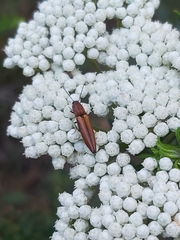 Ozothamnus diosmifolius