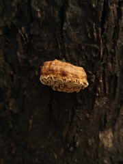 Hexagonia vesparia