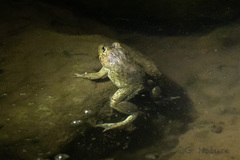 Hoplobatrachus chinensis