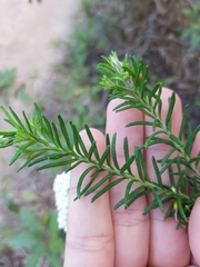 Ozothamnus diosmifolius